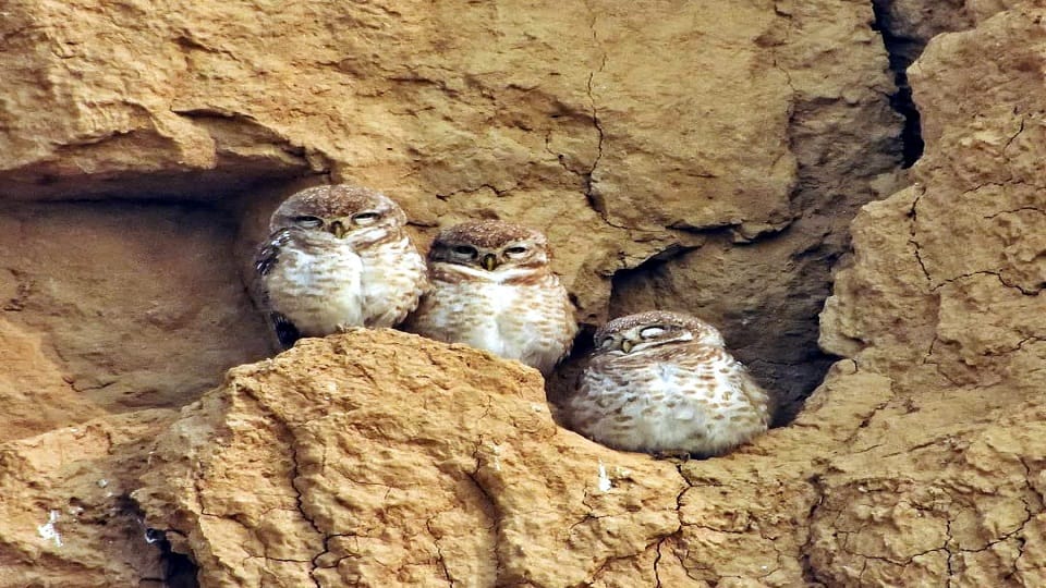 Vigilance increased to protect owls from being sacrificed on Diwali in Chambal Sanctuary Agra