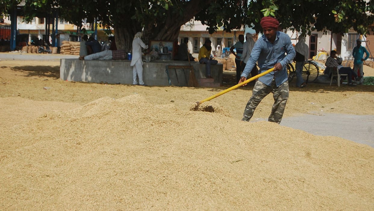 Haryana: Basmati paddy is being sold for Rs 6800 per quintal on private purchase