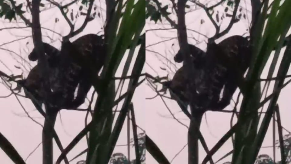 Amroha: Villagers were shocked see leopard climbing tree Gajraula, video went viral