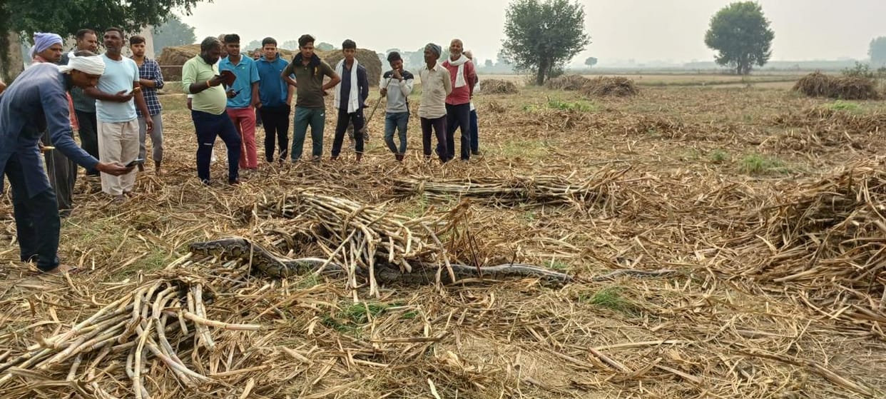 Ten feet long python seen in farmers field in Baghpat, crowd of villagers gathered