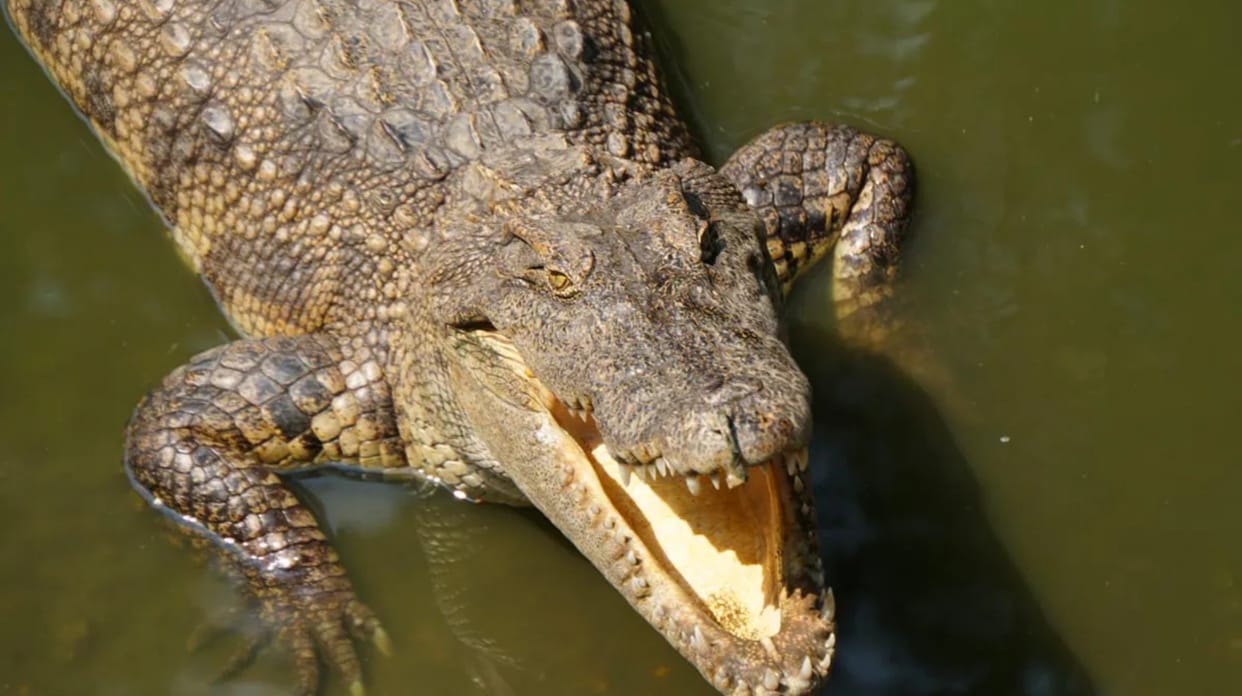 Australian Man Survives Crocodile Attack By Biting The Reptile On Its Eyelid