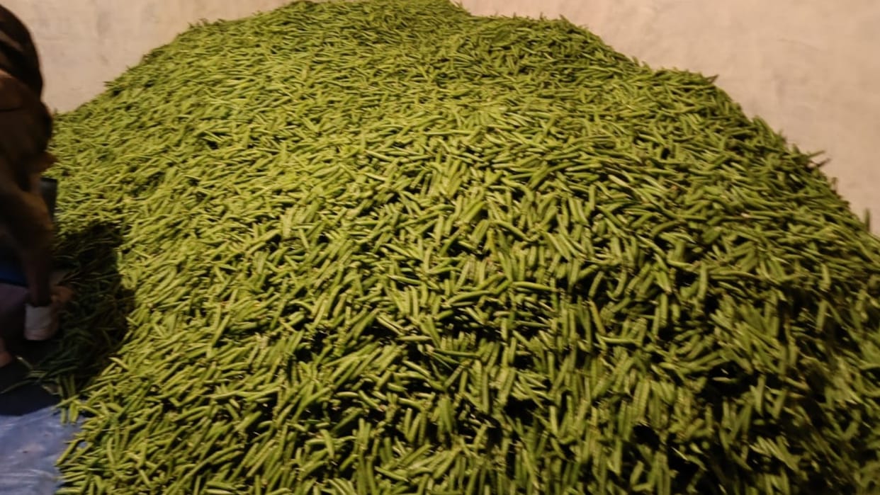 Farmers get good prices of peas 130 rupee per kg in Mandi Himachal Pradesh