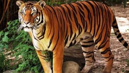 Haridwar News Tiger attacked Van Gujjar who went to graze cattle in Shyampur range