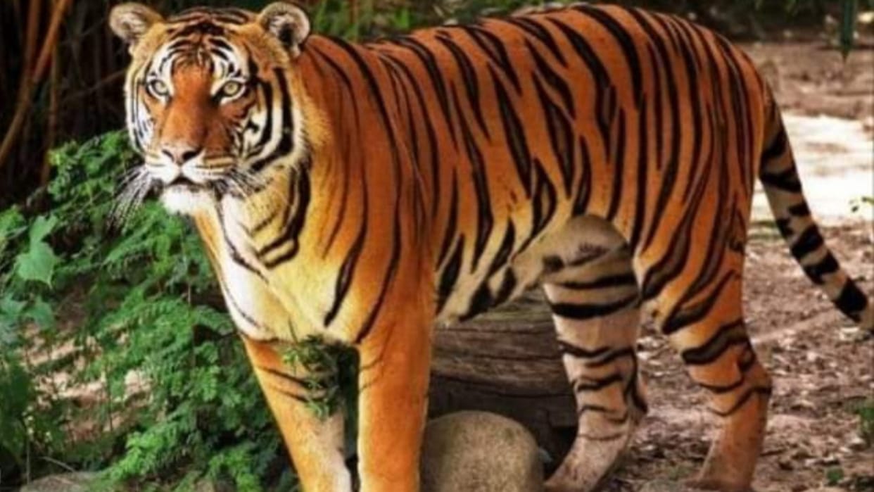 Kanha National Park: Tiger died after getting electrocuted by hunters, dead body found in a field ten km away
