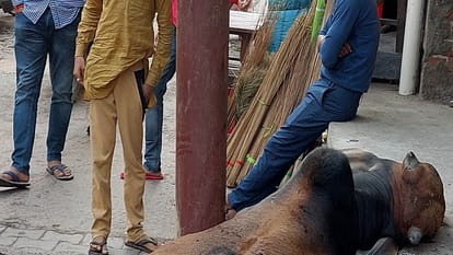 Hathras News: खंभे में आया करंट, चपेट में आने से सांड़ मरा, लोगों ने किया हंगामा Bull died due to electrocution in pole