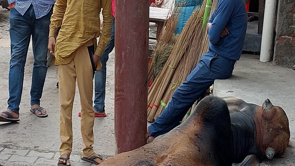 Bull died due to electrocution in pole