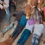 गायों के पैरों तले खुद को रौंदवाने की परंपरा