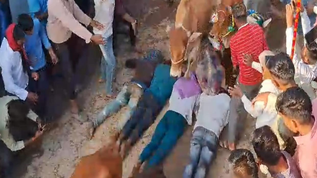 Unique faith seen in the worship of cow and Gauri in ujjain
