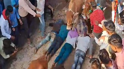 Ujjain: गायों के पैरों तले खुद को रौंदवाने की परंपरा, मन्नत पूरी होने पर मौत से भी नहीं डरते ग्रामीण Unique faith seen in the worship of cow and Gauri in ujjain