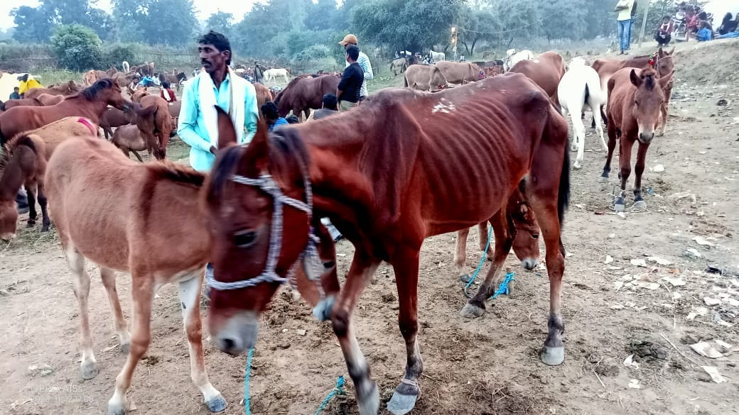 Donkey Fair,  Organized on the banks of Mandakini, Salman is sold for two lakhs, Hrithik is sold for 70 thousa