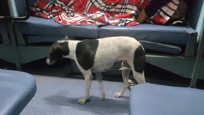 Stray dog traveled in AC coach of Lucknow-Chandigarh Express