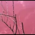 Pond in Hawaii turns a mysterious pink colour