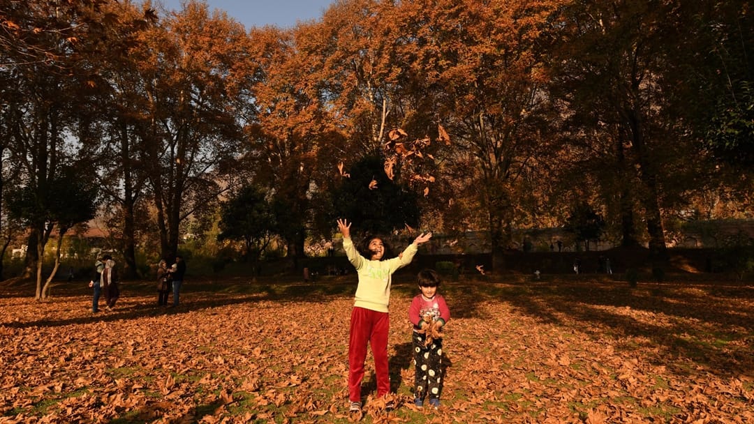 kashmir autumn photos: luscious leaves of Chinar captivating mind Autumn In Kashmir Images Began After Snowfal