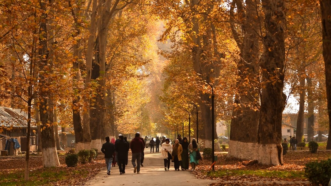 kashmir autumn photos: luscious leaves of Chinar captivating mind Autumn In Kashmir Images Began After Snowfal