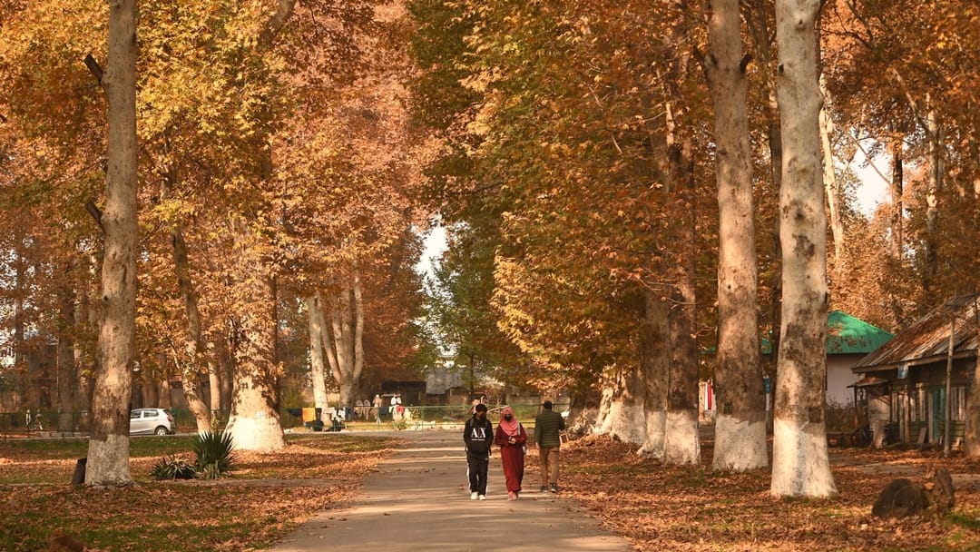 kashmir autumn photos: luscious leaves of Chinar captivating mind Autumn In Kashmir Images Began After Snowfal