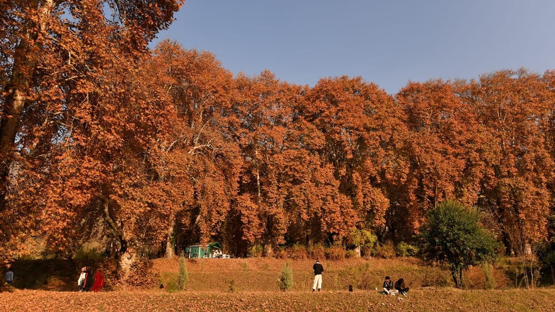 kashmir autumn photos: luscious leaves of Chinar captivating mind Autumn In Kashmir Images Began After Snowfal