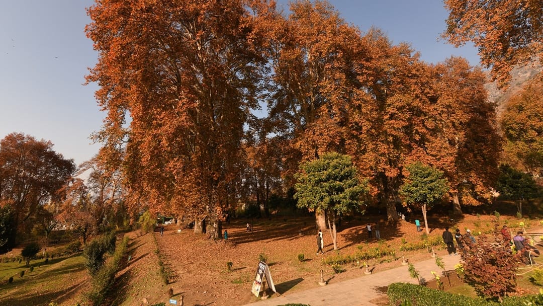 kashmir autumn photos: luscious leaves of Chinar captivating mind Autumn In Kashmir Images Began After Snowfal