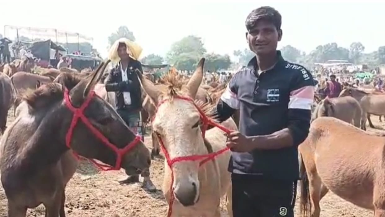 Satna: Donkey fair held in religious city Chitrakoot, 'Katrina' sold for Rs 41 thousand, 'Salman' not finding