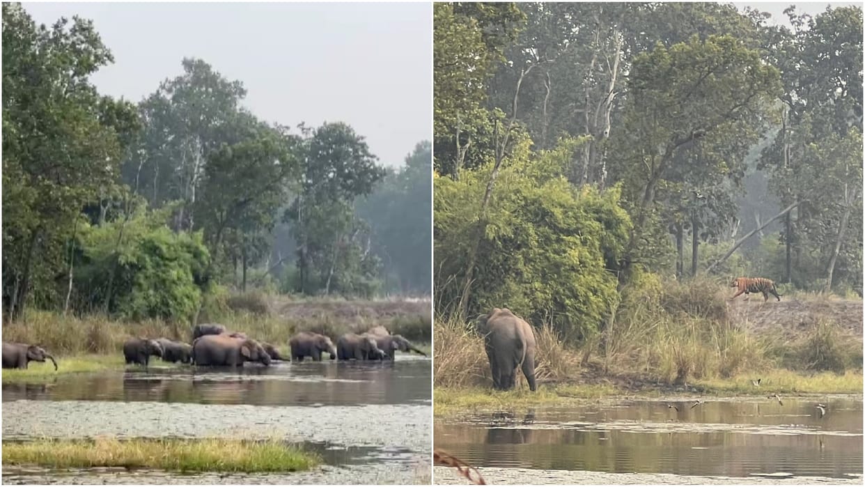 MP News: A herd of elephants chased tiger towards forest in Umaria; Video went viral Bandhavgarh Tiger Reserve