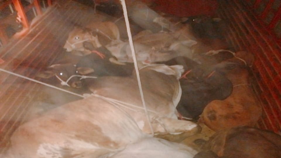 more than six clashes between cow smugglers and cow servants in Bhiwani since 2017 in Haryana