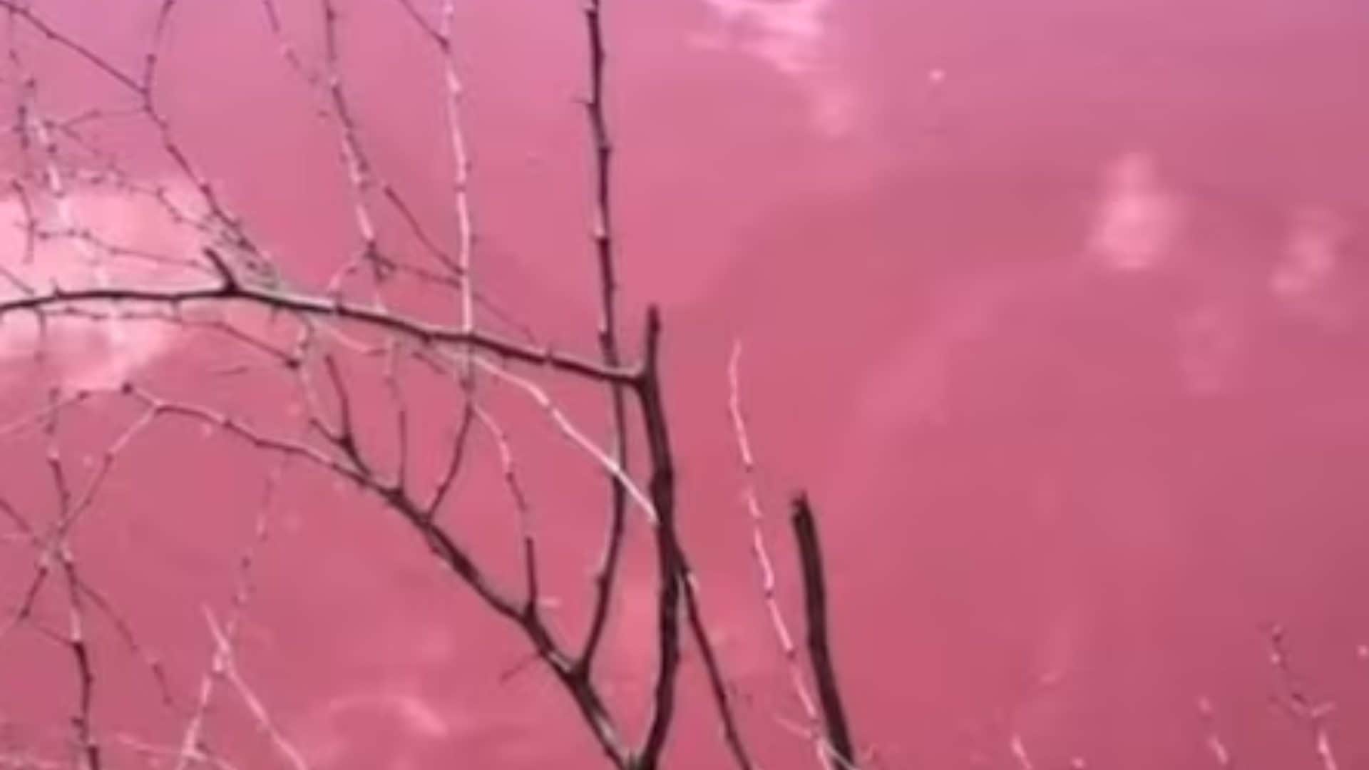 Pond in Hawaii turns a mysterious pink colour know the reason behind it
