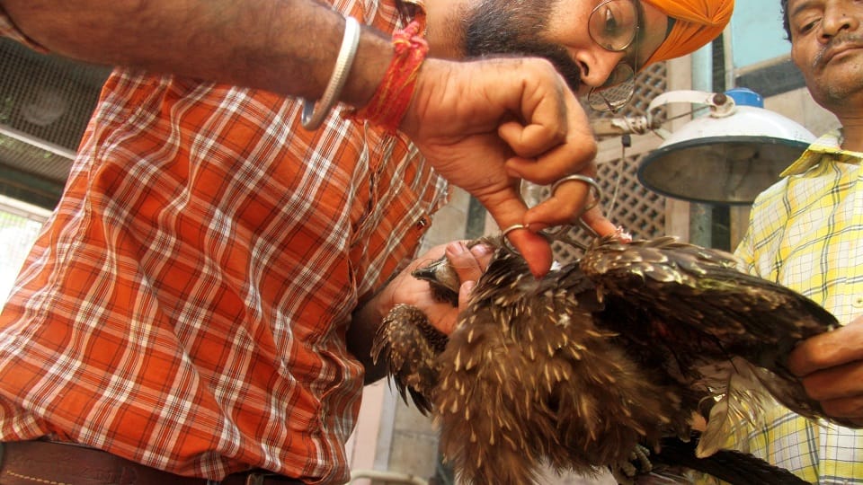 Fireworks harm birds on Diwali