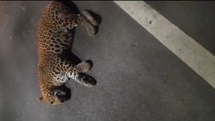 Lucknow: Leopard found crushed by vehicles on Shaheed Path in lucknow
