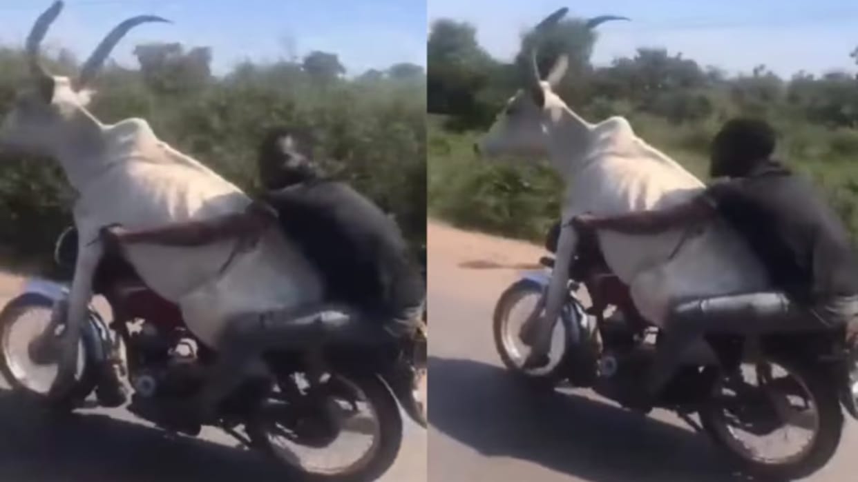 Viral Video: man riding with a massive bull on bike turns heads watch video