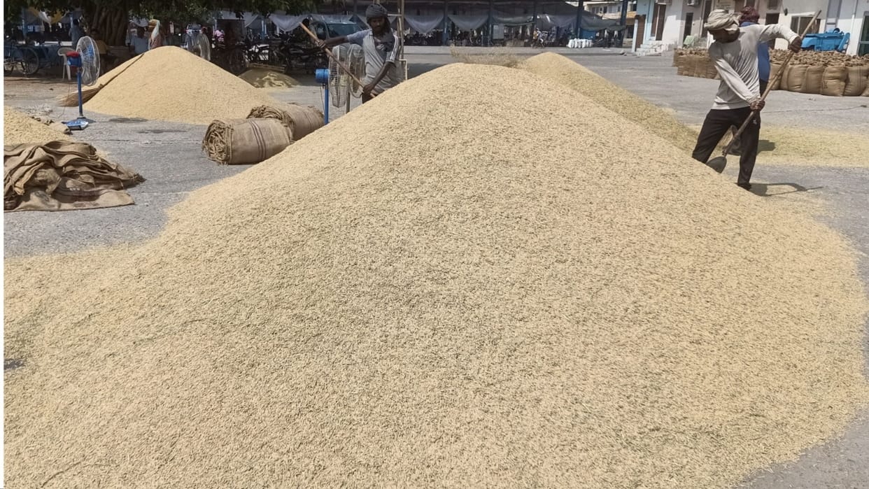 Haryana: HAFED starts procurement of Basmati paddy, rise in prices