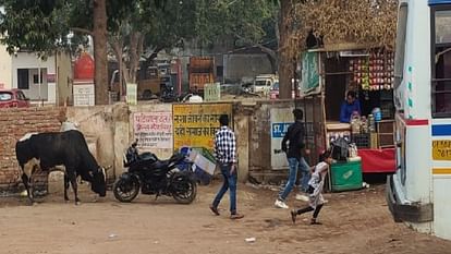 Bull's havoc Chased passengers at bus stand animal department team controlled