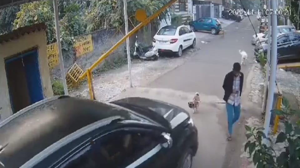 Car rider crushes dog walking on the road