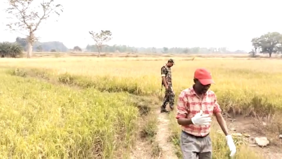 Jagdalpur News Hellfire found in paddy field