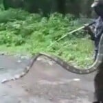 Cobra rescued from factory