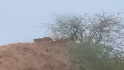 Leopard seen on Chambal mound panic among villagers Ranger gave this instruction