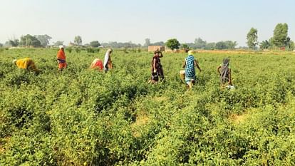 MP Election: शिवपुरी के छोटे किसान भी लोकतंत्र में निभाएंगे भागीदारी, काम छोड़ करेंगे मतदान MP Election 2023: Small farmers of Shivpuri will also participate in democracy, will leave work and vote