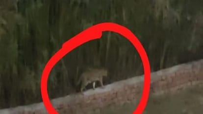 घरों में ग्रामीण-खुले में तेंदुआ