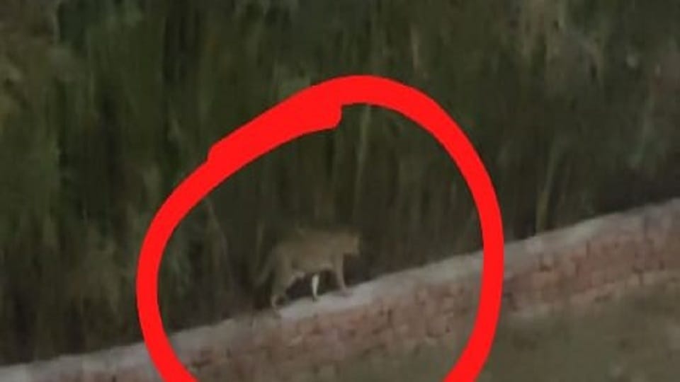 Villagers imprisoned in homes and leopard in open roaming in search of prey in silence of night