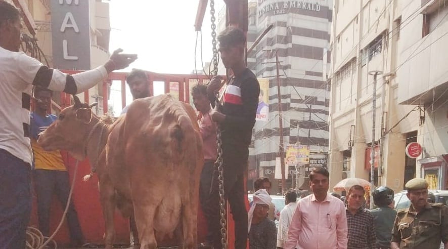 Mayors instructions Now stray cattle caught will not be released, till now there was a rule to release them on