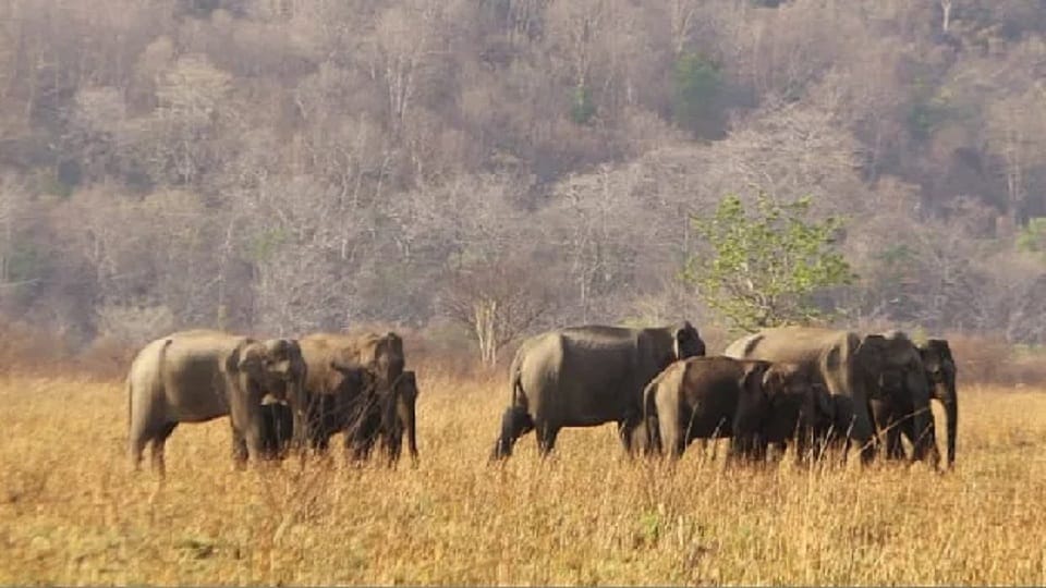 Every year lakhs of people reach Corbett from Delhi