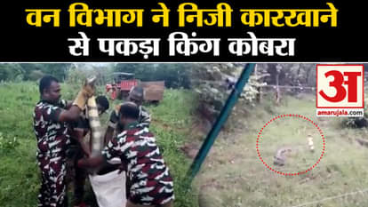 Tamil Nadu: Forest department caught 15 feet long king cobra from Tenkasi district of Tamil Nadu.