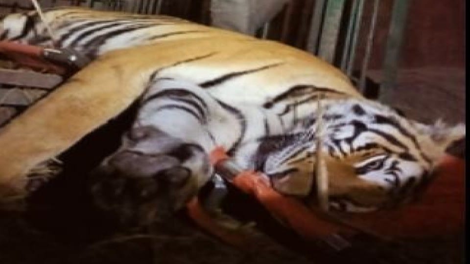 Forest department team caught the tigress in Lakhimpur kheri