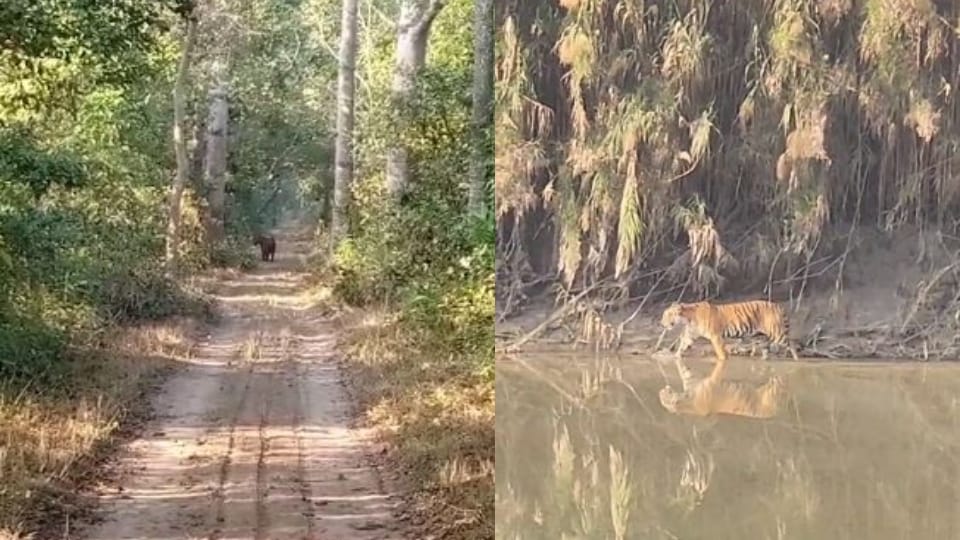 Tourists saw tiger during jungle safari in Pilibhit Tiger Reserve