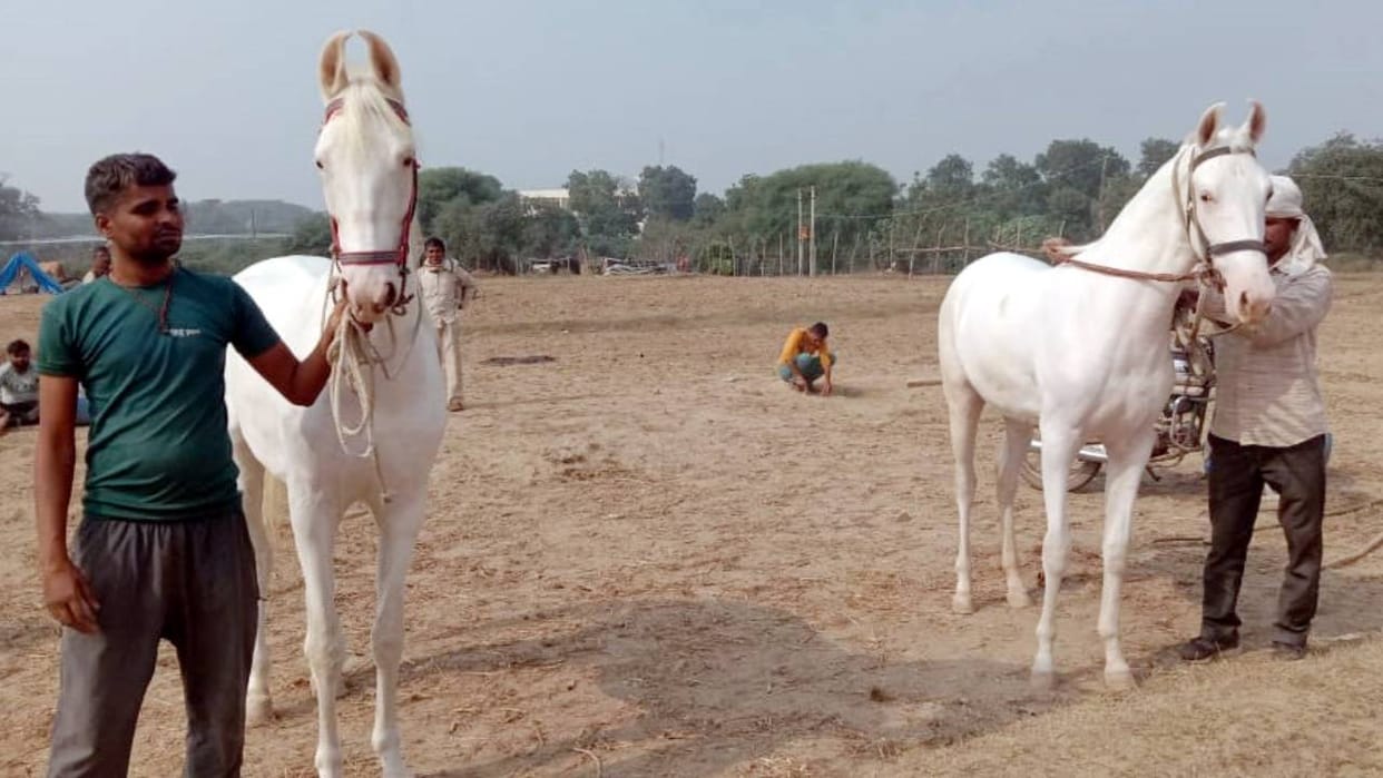 Buyers of Nakuli mare and Marwari horse were found in Bateshwar fair of Agra