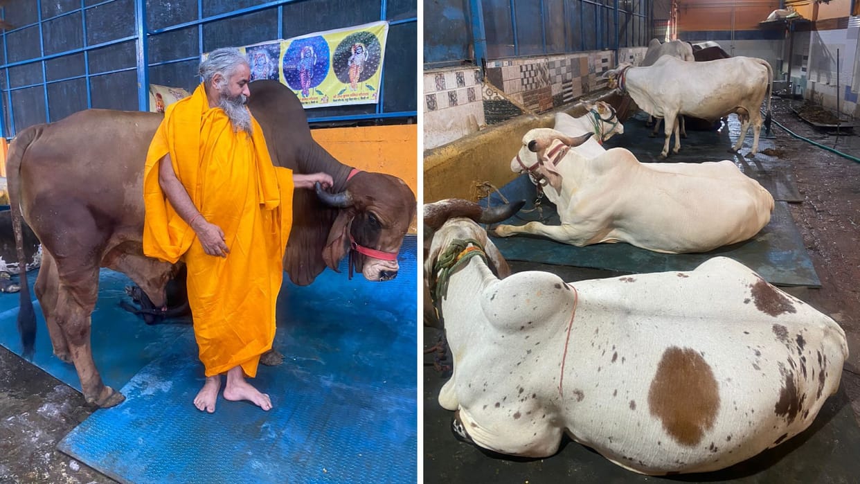 Gopashtami 2023: Indian breed of Gir cow is in huge demand abroad, Nandi bull will go to Pashupatinath temple