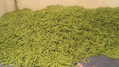 Pea Prices: पंजाब से आई खेप, हिमाचली मटर के दाम धड़ाम, गृहिणियां खुश Himachali pea prices fell by 50 percent due to supply from Punjab