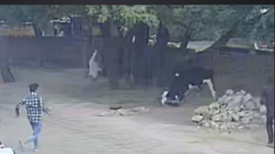 Cow attack on pedestrian in Narnaul, continued attacking even after person fell down