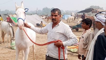 बटेश्वर पशु मेला: घोड़ी करिश्मा की खूबसूरती पर लट्टू हुए पारखी, खुराक बनी चर्चा का विषय; कीमत उड़ा देगी होश Punjabi Nakuli Marwari Kathiawadi Abalak horses and mares are present in Bateshwar fair of Agra