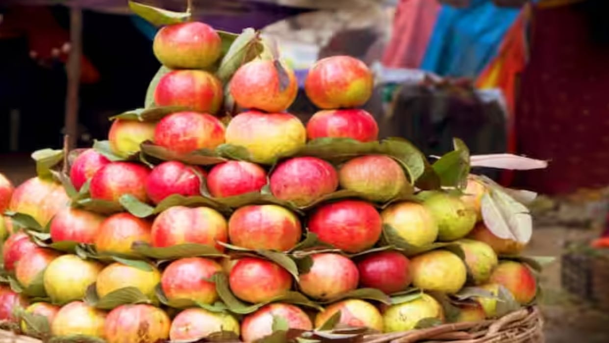 People of England and Dubai liked Allahabadi guava, orders for 20 quintals received.