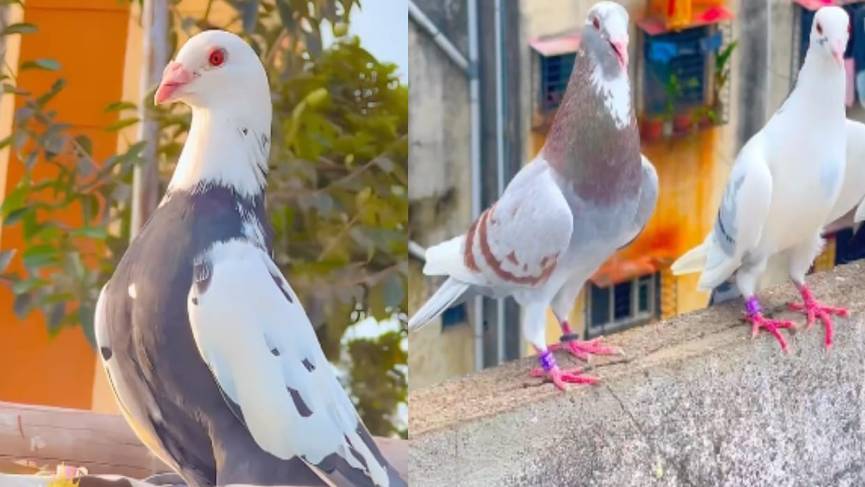 more than five hundred pigeons will fight in the sky of Meerut for one kg of sweets, takes special diet
