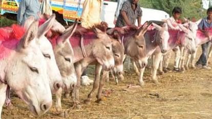 Ujjain News: अनोखा मेला जहां फिल्मी सितारों के नाम से बिकते हैं गधे, दांत देखकर तय होती है कीमत Ujjain News: A unique fair where donkeys are sold in the name of film stars